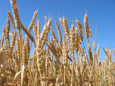 Курсовая работа по теме Технология возделывания озимой пшеницы